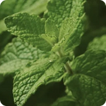 Wintergreen
